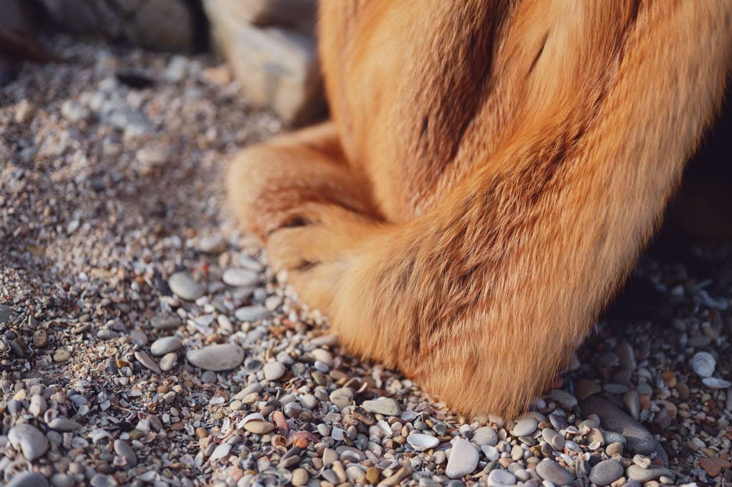 Red fox fur coat | 102 cm